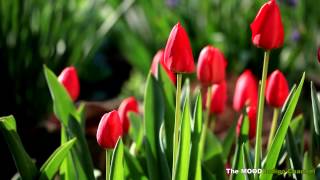 Why Can&#39;t I Love You