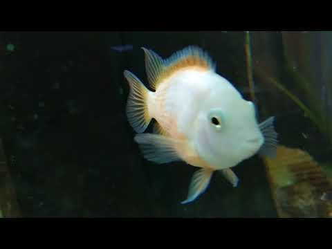 Archocentrus nigrofasciatus ( Pink Convict Cichlid )