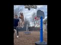 My Friend S Dog VS My Dog Foryou Funnypet Dog Funny