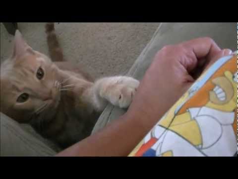 Te topeşti c&acirc;nd o vezi! Ea este cea mai afectuoasă pisică din lume!