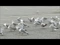 HERRING GULL Birds Hang Out At Shopping Parking Lot