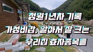 잔디3년차. 정원1년차 기록. 정원초보에게 딱인 가성비 갑 식물 몇가지. 조경블록. 목화씨 나눔. 지피식물,…