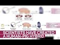 Scientists Create Human Pig Hybrid