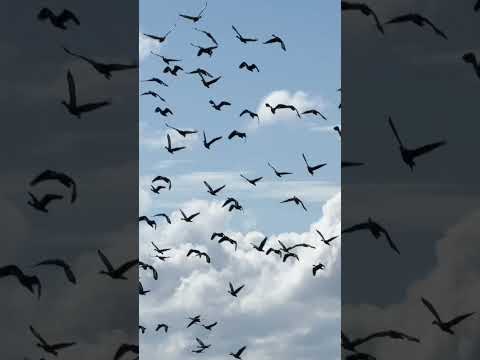 #arauca #llanoscolombianos #cravonorte