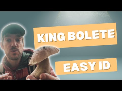King Bolete Identification : A Simple Guide for Beginners