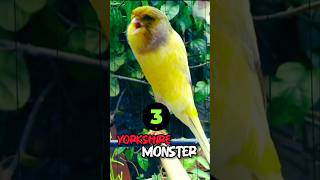 Download lagu Kenari Yorkshire Gacor Body Big Zise mp3 Download lagu Kenari Yorkshire Gacor Body Big Zise mp3