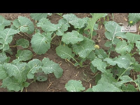 138.Feldexkursion, Raps- neue Herbizide und ausstehende Maßnahmen,- NU Agrar, 02.10.2019