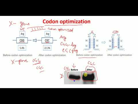 Codon optimization for beginners | Codon bias |