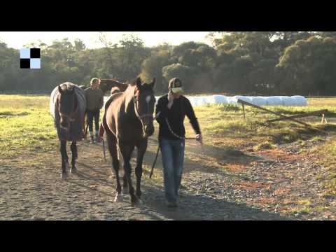 Galopp TV - Velká pardubická se blíží - Tiumen a Budapest