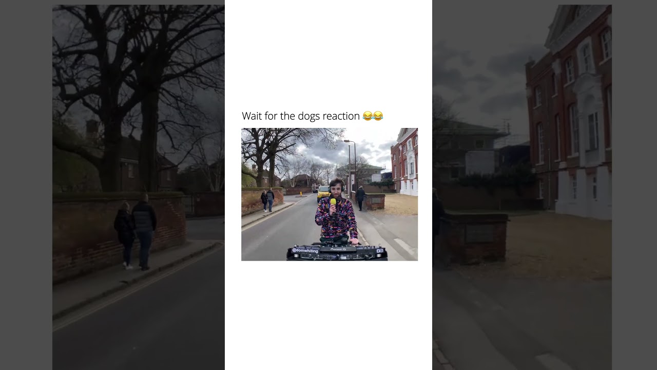 Dog n bass 😂😂 #dog #dnb #viral #funny #memes #funnyshorts #viralvideo #reels #rave #cycling #fypシ