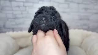 トイプードルの動画01