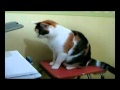 08 Cat Vs Printer