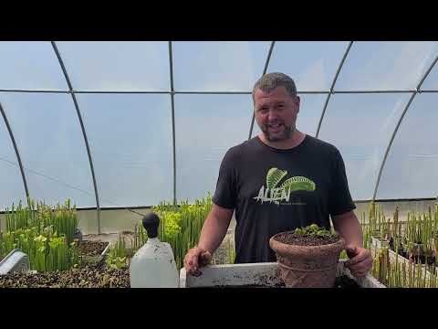 Common Growing mistakes and issues when growing Venus flytraps