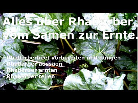 Rhubarb - From seed to harvest