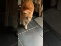 Comparing Orange Cat Meow Sounds Catmeow Gingercat