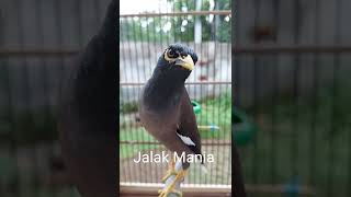 Download lagu Jalak Nias Gacor Suara Khas Bikin Burung Jalak Lain Nyaut mp3