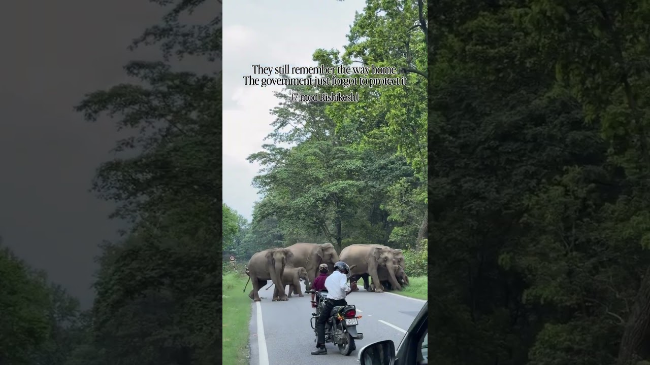#rishikesh #elephant #familytime #enjoy #nature
