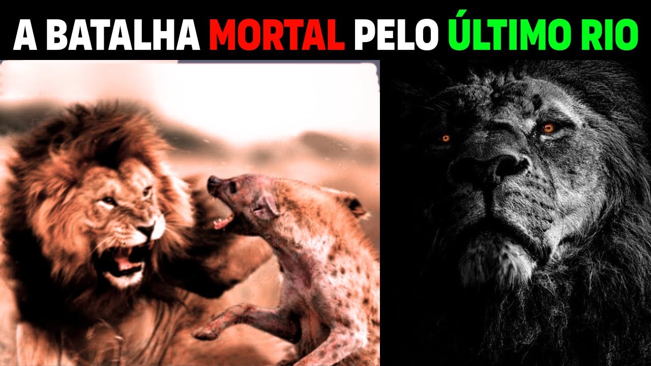 A Lei do Mais Forte: LEÕES E HIENAS LUTAM PELA SOBREVIVÊNCIA EM AMBIENTE ESCASSO