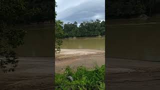 Download lagu ai batang rajang ba nanga sesama pelagus... #youtubeshorts #youtube mp3 Download lagu ai batang rajang ba nanga sesama pelagus... #youtubeshorts #youtube mp3