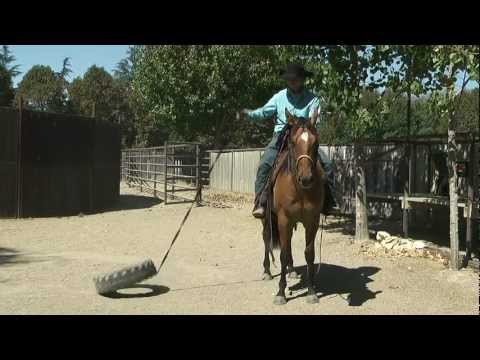 'Hollywood Gladiator' from Monty Roberts' Willing Partners Program