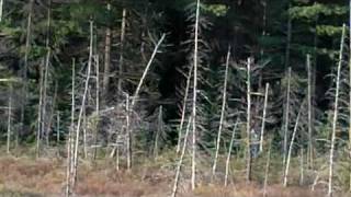 preview picture of video '2011 Algonquin Park (Rare Sighting)'