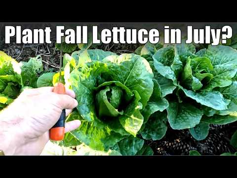The Benefits of Sowing Fall Lettuce in July