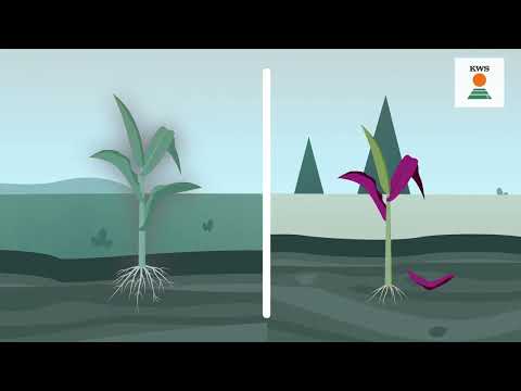 Mısır üretiminde INITIO ile verimli bir sezon sizin olacak!