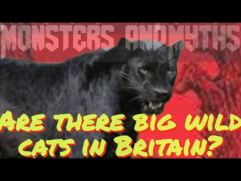 ARE THERE BIG WILD CATS IN BRITAIN?