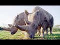 Top 5 Inspirational Animal Conservation Stories | BBC Earth