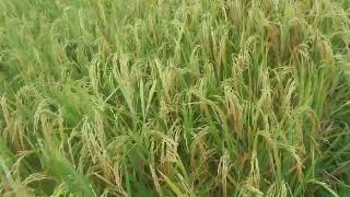 Download lagu PADI CIHERANG CIBATU mp3 Download lagu PADI CIHERANG CIBATU mp3