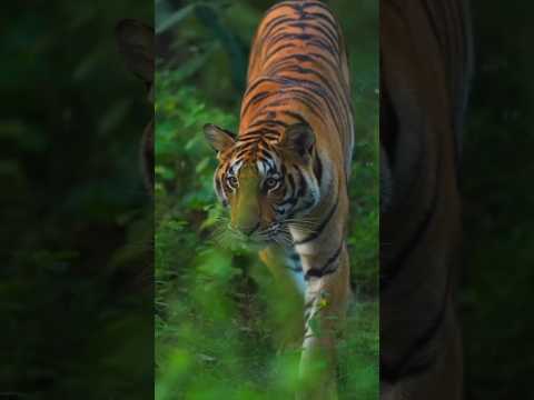 Pitbull 🆚 chimpanzee👑💥👑#shorts #dog #pitbull #amazingfacts #doglover #animal #streetpets #chimpanzee