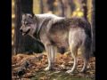 Волки и люди(Volki i ludi infoshara.com) 