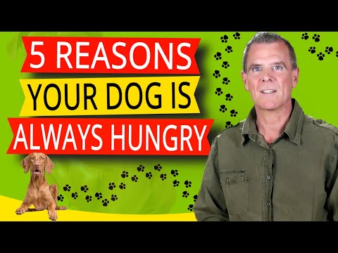 Why Dogs Act Hungry All The Time (5 KEY Reasons And What To Do)