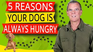 Why Dogs Act Hungry All The Time (5 KEY Reasons And What To Do)