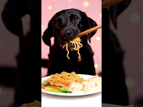 Adorable Black Labrador Enjoys Noodles & Dumplings 🍜🐾 | Cutest Pet Eating ASMR