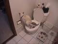 Cat using toilet & toilet paper 
