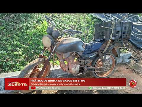 Rinha de galos é interrompida em Carmo da Cachoeira