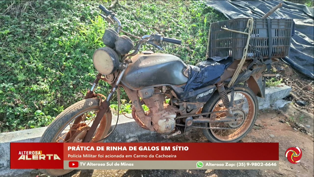 Rinha de galos é interrompida em Carmo da Cachoeira