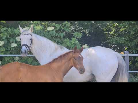 "Vagelis" OL-Prämienfohlen von Vidar x Fidertanz x Placido