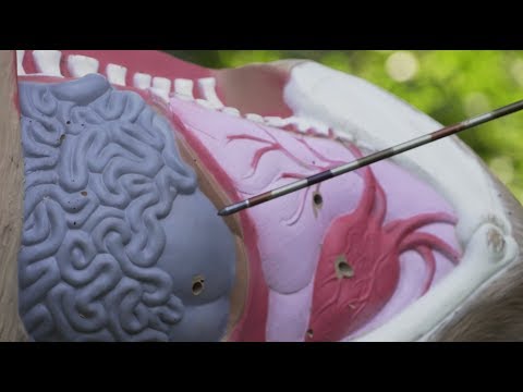 Deer Anatomy: A Liver Shot on a Whitetail