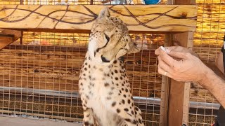 Моем уши гепарду Герде. Cleaning the cheetah&#39;s ears Gerda