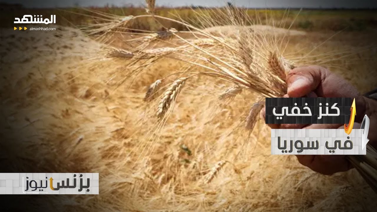 بنك البذور في سوريا.. سلاح استراتيجي! - بزنس نيوز