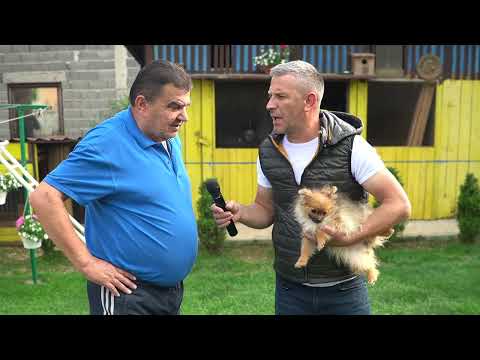 VJEKINI PSI IZ NOVE BILE SE PRODAJU PO CJELOM SVIJETU