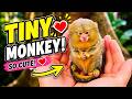 This Tiny Pygmy Marmoset Is So Small and Adorable You’ll Want to Watch Twice 🥹🐒🌿✨