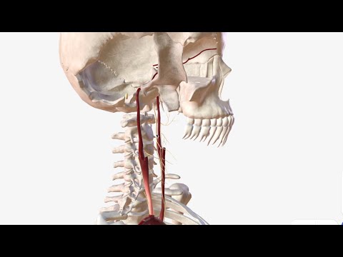 Internal Carotid Artery - Anatomy, Branches & Relations