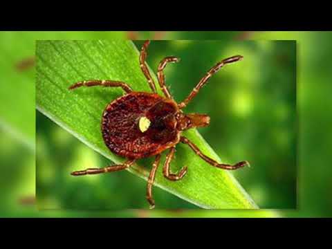LYME Disease