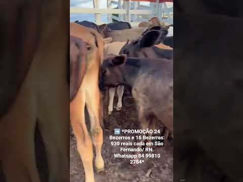 24 Bezerros e 16 Bezerras: 930 reais cada em São Fernando/ RN. Whatsapp 84 99810 2784*#gado #boi