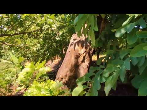 Finca de 2 manzanas en el paisnal