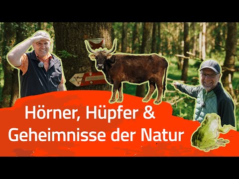 Ochsentour mit Auerochsen und Wiesent –Naturschutzgebiet Grubenfelder Leonie
