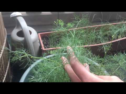 YouTube video about: Why is my dill plant turning yellow?